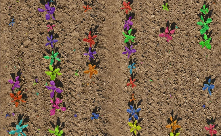 phenobench_plant_instances.png